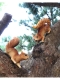 Садовая фигурка Duo Squirrels